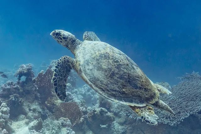 在埃及紅海拉斯穆罕默德國家公園游泳的玳瑁（2022 年）；玳瑁殼曾被用來做樂器裝飾，現在受 CITES 公約保護