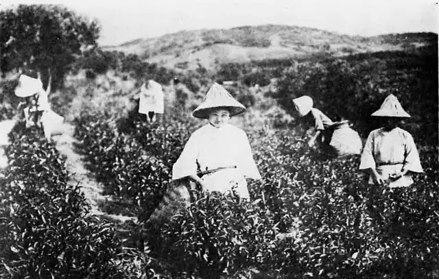 1933 年前後臺灣茶園裡採茶的人們;客家山歌與採茶歌,就是從這樣的山坡與茶園裡唱出來的