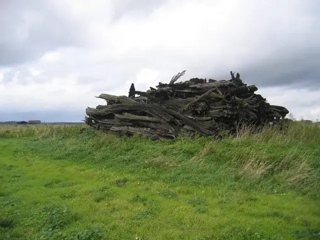 英國劍橋郡伍德沃頓沼澤出土的沼澤橡木,在泥炭裡埋了數千年。